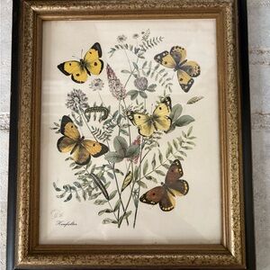 Vtg. Framed Butterfly Botanical Print